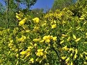 34 Ginestra in splendida fioritura